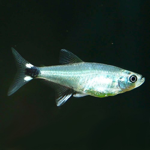 Aphyoch.paraguayens   White spot tetra M